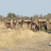 Waterbuck - Duinefontein Game Farm - Gansbaai